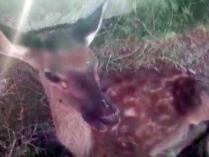 Susuzluktan ölmek üzere olan yavru geyik hayata döndürüldü