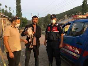 Nesli tükenme altında, köylüler buldu