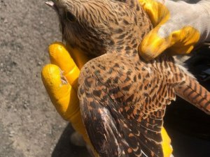 Yaralı halde bulunan şahin tedavi altına alındı