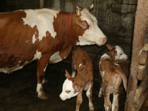 Rize’de ikiz doğuran inek sahibini sevindirdi