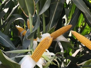 Düzce en çok silajlık mısır üreten şehirler arasında