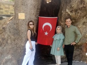 Kahramanmaraş’ta 800 yıllık çınar ağacına yoğun ilgi