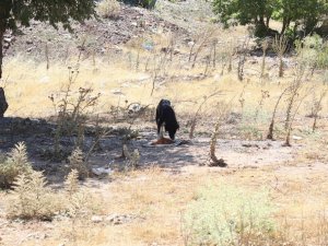 Alanya Belediyesi’nden sokak hayvanları çalışması