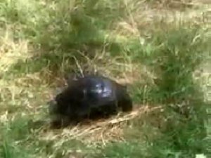 Zifte bulanmış halde bulunan kaplumbağa, temizlenerek tekrar doğaya bırakıldı