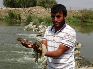 Karasu Nehri’nde toplu balık ölümü
