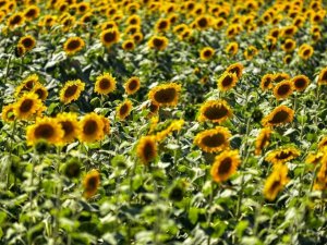 Çayırlı’da ayçiçeği tarlalarında görsel şölen