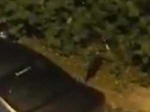 Sansar yolunu şaşırıp şehre indi