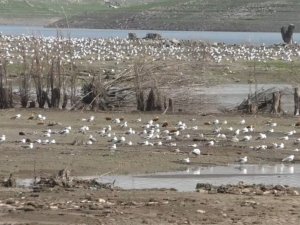 Kars’ta baraj gölü su kuşlarını ağırlıyor