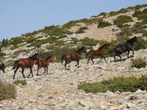 Su kaynakları yaban hayatı için de verimli kullanılacak