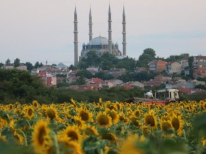Kuraklık ayçiçeğini vurdu