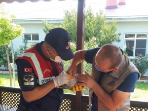 Jandarmanın bulduğu yaralı atmaca tedavi altına alındı