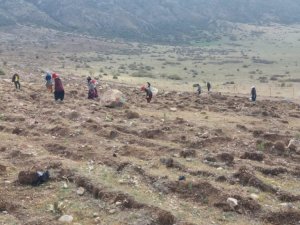 Afyon’un yüzölçümüne göre orman varlığı yüzde 23’lere çıktı