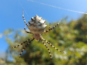 Samsun’da  "argiope lobata" örümceği görüntülendi