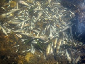 İspanya kıyılarında tonlarca balık öldü