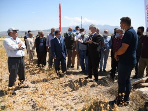 İncesu’da ’Aspir Bitkisi Tarla Günü’ etkinliği düzenledi