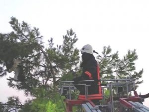 Ağaca takılan leyleği itfaiye ekipleri kurtardı