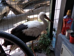 Bursa’da rotayı şaşıran leylek oto yıkamacıya indi