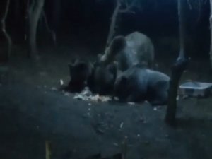 Uludağ’da aç kalan ayılar kamp alanına indi