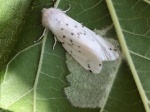 Amerikan beyaz kelebeğinde 2. döl mücadele zamanı