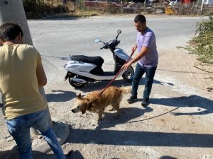 Su kanalına düşen köpeği vatandaşlar kurtardı