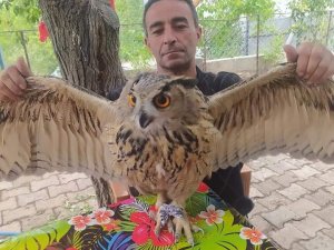 Yaralı halde bulduğu baykuşu tedavi edip doğaya saldı