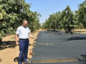 Aydın İnciri’nde kalite kayıpları en aza indirilecek