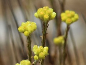 Dünyada 11 adet kalan ’Aydın Ölmez Çiçeği’ korunmayı bekliyor