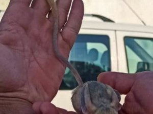 Elazığ’da nesli tükenme tehlikesi altında bulunan Arap tavşanı görüntülendi