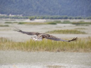 İyileşen Ak Kuyruklu Kartal doğaya salındı