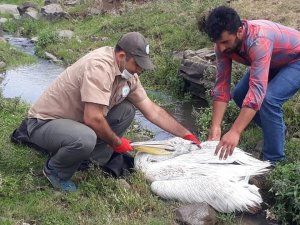 Tedavisi tamamlanan pelikan doğaya bırakıldı