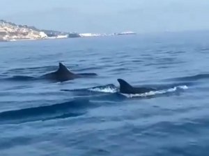 Akdeniz’de yunusların görsel şöleni