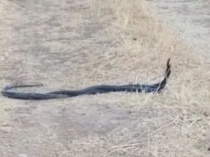 Diyarbakır’da yılanların çiftleşme dansı böyle görüntülendi