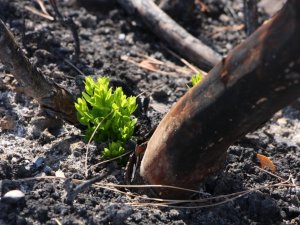 Orman yangınında yanan ağaçların kökleri filizlendi