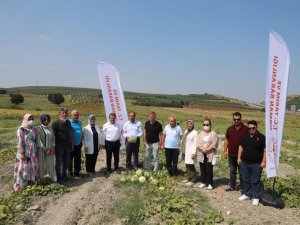 Konaklı’da kavun bereketi