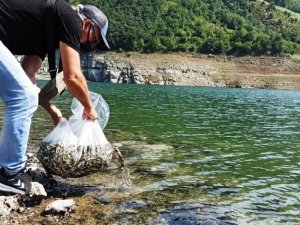 Samsun’da su kaynaklarına 1,6 milyon sazan yavrusu