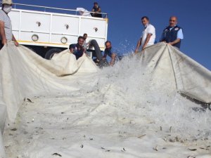 Van’da 1 milyon 200 bin yavru balık suyla buluştu