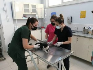 Turistlerin bulduğu yaralı kedi tedavisinin ardından Almanya’ya gönderildi