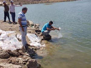 Sarımehmet Barajına 260 bin yavru balık bırakıldı