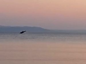Marmara’da yunusların yaptığı geçiş izleyenleri mest etti