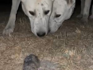 Akbaşlarla karşılaşan köstebeğin zarar görmemesi için çabaladı