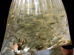 Osmaniye’de baraj gölüne 428 bin yavru sazan bırakıldı