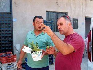 Mudanya Tarım Müdürlüğü, çiftçilere zararlılarla mücadeleyi anlattı