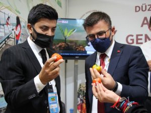 Ankara’ya ata tohumu damga vurdu