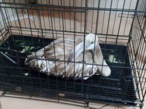 Yaralı flamingo, tedavisinin ardından hayvanat bahçesine gönderilecek