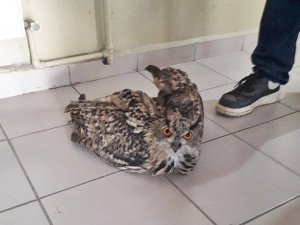 Yaralı kulaklı orman baykuşu tedavi altına alındı