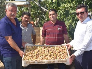 Protokol, köylülerle incir hasadına katıldı