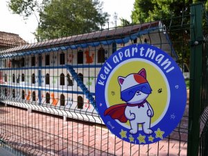 3 katlı 64 odalı ‘kedi apartmanı’ ilgi çekiyor