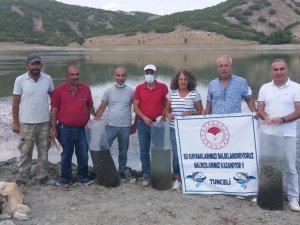 Tunceli’de Günboğazı Göletine 100 bin pullu sazan yavrusu bırakıldı
