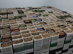 TARİŞ kuru incir fiyatları belli oldu