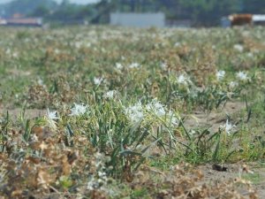 ‘Kum zambakları’ koruma altında